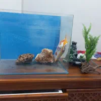 فروش آکواریوم شیشه خم همراه با وسایل