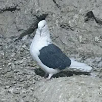 کبوتر دوکت|پرنده|سیسخت, |دیوار