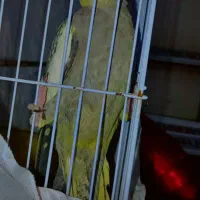 عروس هلندی ماده