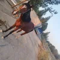 باغچه 500 متری چهار دیواری زیر قیمت|فروش زمین و ملک کلنگی|کهریزک, |دیوار