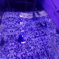 آکواریوم با تمام امکانات و ماهی|ماهی|رشت, حسین آباد|دیوار