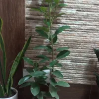 گلهای اپارتمانی|گل و گیاه طبیعی|اصفهان, ابر|دیوار