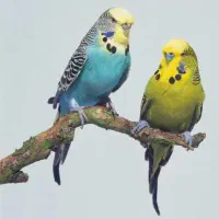 فروش یک جفت مرغ عشق انگلیسی