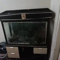 آکواریوم بزرگ|ماهی|تبریز, |دیوار