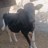 گوساله هلشتاین ماده|حیوانات مزرعه|زهک, |دیوار