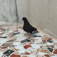 کبوتر|پرنده|پارس‌آباد, |دیوار