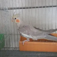 عروس هلندی