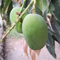 اَنبا‌کرنک‌کیلو18۰‌بفرمایید