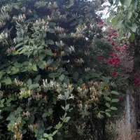 باغ 2 هزار متری