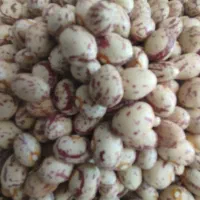 چیتی درجه یک خوش پخت دون‌گرد تمیز