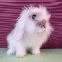 خرگوش لوپ ( لپ )|موش و خرگوش|ساوه, |دیوار