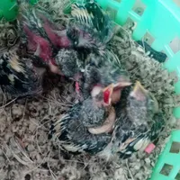 جوجه سهره|پرنده|رشت, پیرسرا|دیوار