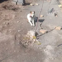 سگ ماده و توله