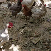 مرغ و خروس محلی|حیوانات مزرعه|هشتگرد, قاسم آباد بزرگ|دیوار