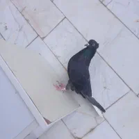 کفتر ،دم سفید|پرنده|فردوس (خراسان), |دیوار