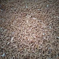 گندم مهرگان ابی ۲تن ۱۰۰کیلو|عمده‌فروشی|بندر ماهشهر, |دیوار