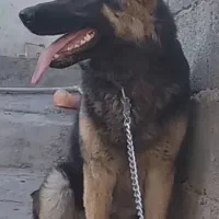 سگ ژرمن|سگ|زاهدان, |دیوار