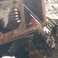 خروس دو رگه لاری