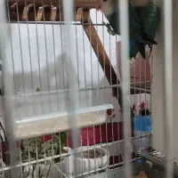 طوطی برزیلی|پرنده|تاکستان, |دیوار