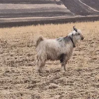 یک بزغاله بختیاری|حیوانات مزرعه|کرمانشاه, |دیوار