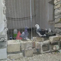 کفتر گراف سرور