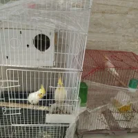 عروس هلندی