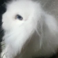 خرگوش هفت ماهه