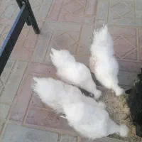 فروش مرغ خروس|حیوانات مزرعه|درمیان, |دیوار