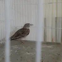 سهره خاکی نر مست بخون|پرنده|پاکدشت, پاکدشت (مامازند)|دیوار