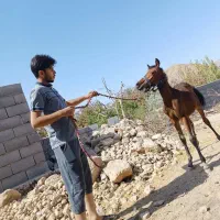 مادیون سر و دم گیر