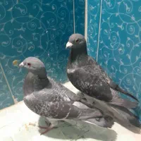 کبوتر پلاکی و دمبی|پرنده|دهدشت, |دیوار