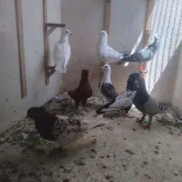 کبوتر .بام