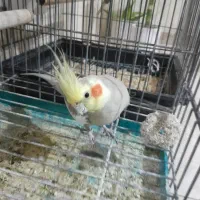 عروس هلندی