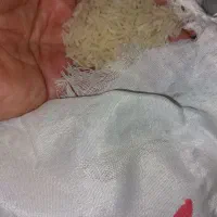 برنج طارم|خوردنی و آشامیدنی|تهران, سبلان (لشگر)|دیوار