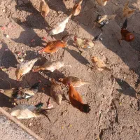 خروس محلی ۱۰ عدد