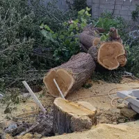 خرید چوب وبرش شاخه زنی