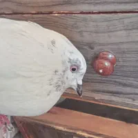 کفتر|پرنده|همدان, |دیوار