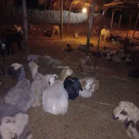 بزغاله