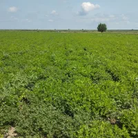 اجاره  برای کاشت  سیر واقع 2هکتار کانال 7|فروش دفتر صنعتی، کشاورزی، تجاری|پارسآباد, |دیوار