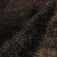 هیزم بوته انگور|خدمات باغبانی و درختکاری|دشتابی, |دیوار