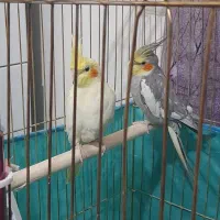 یه جفت عروس هلندی