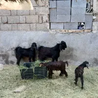 کهر نر رودان|حیوانات مزرعه|بیکاه, |دیوار