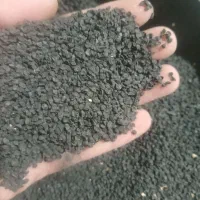 دانه پیاز محلی طارم