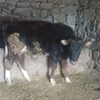 فروش گاو|حیوانات مزرعه|جلفا, |دیوار