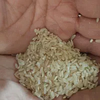 برنج نو کامفیروزی|خوردنی و آشامیدنی|شیراز, طلاب|دیوار