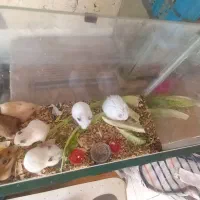 همسترسوری تازه بالغ شده ۳ماهه
