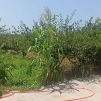 اجاره ویلا استخردار ساری فرح اباد|اجارهٔ کوتاهمدت ویلا و باغ|ساری, |دیوار