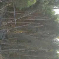 نهال و گل و گیاه زینتی|خدمات باغبانی و درختکاری|چهاردانگه (تهران), |دیوار