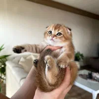 بچه گربه اسکاتیش 2ماهه گلد|گربه|تهران, ارم|دیوار