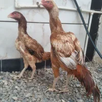 جوجه خروس ۱۱ماهه با اصل و نسب|حیوانات مزرعه|فاضل آباد, |دیوار